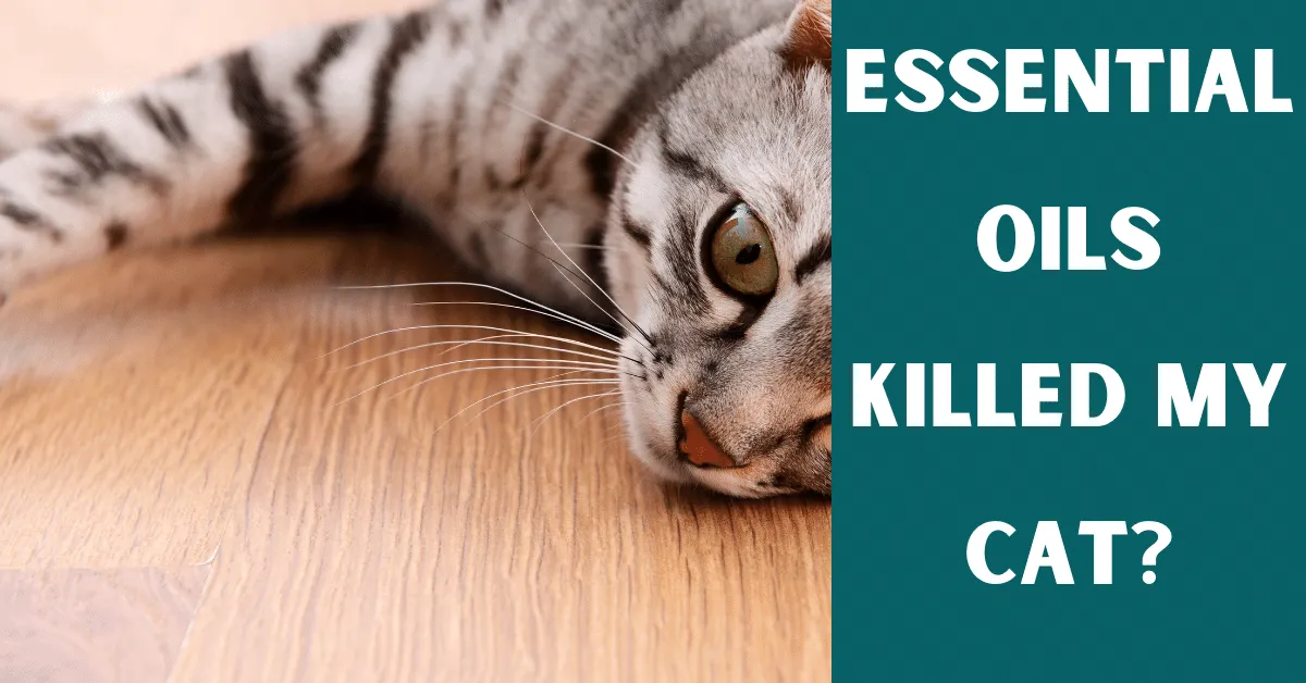 essential oils killed my cat