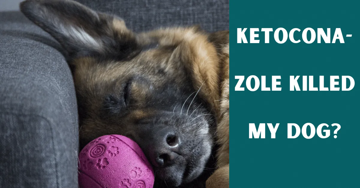 ketoconazole killed my dog