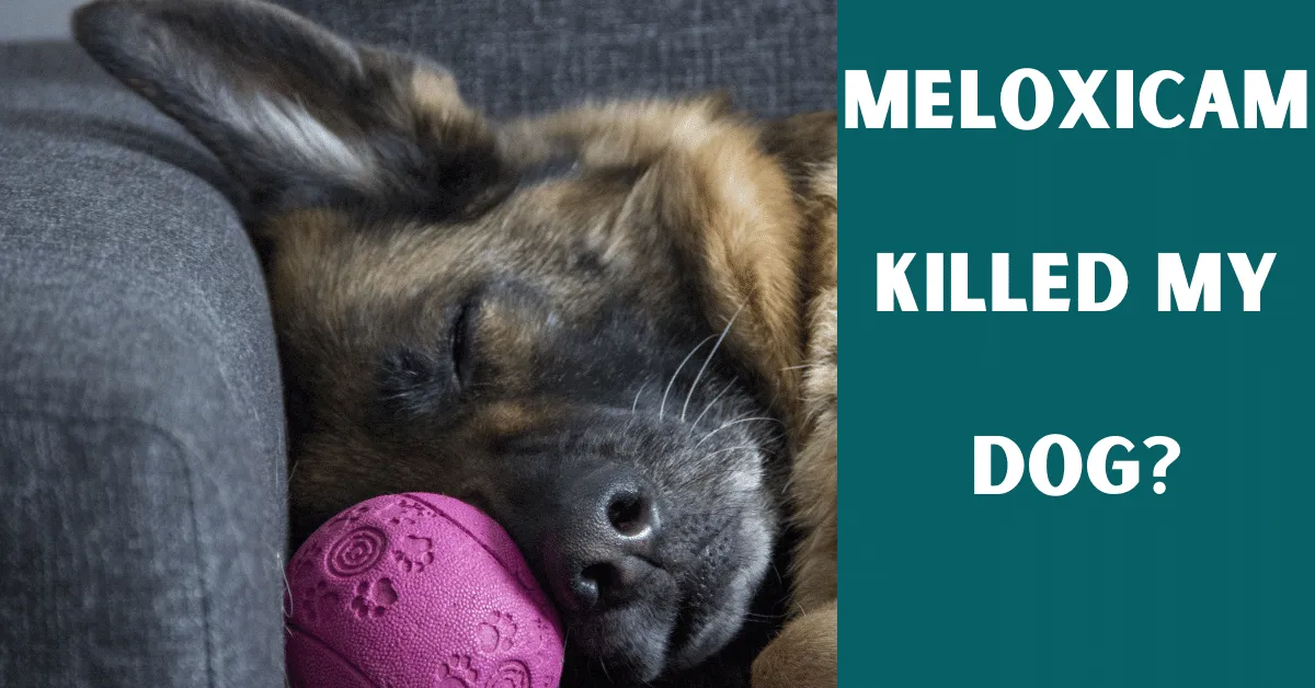 meloxicam killed my dog