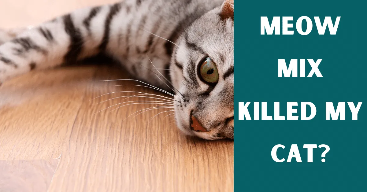 meow mix killed my cat