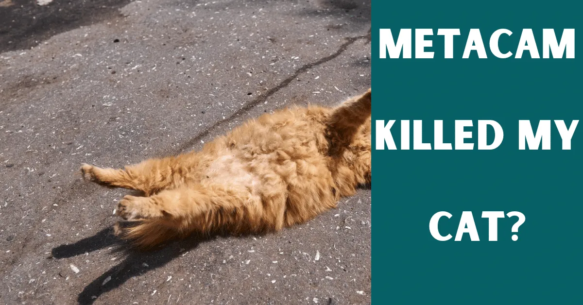 metacam killed my cat