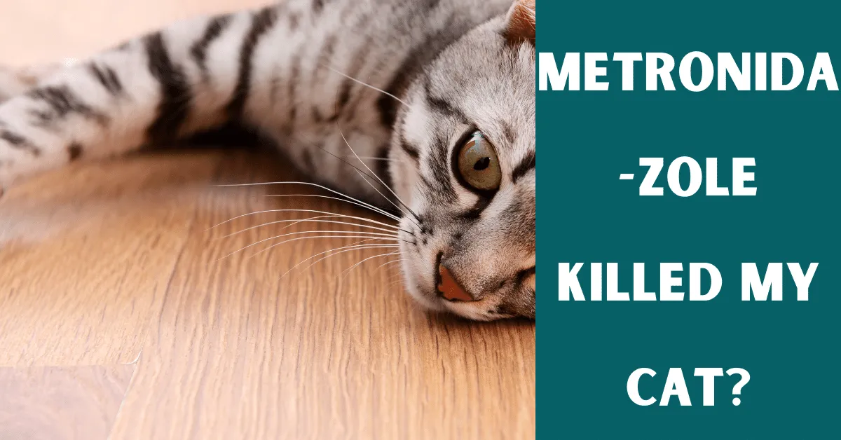 metronidazole killed my cat