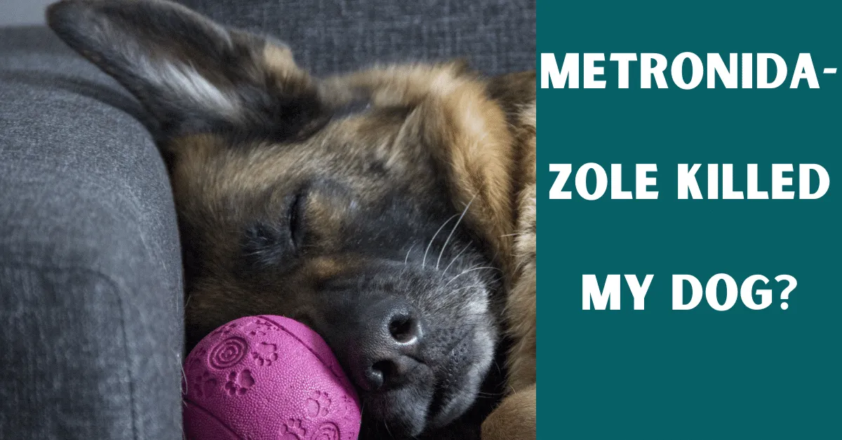 metronidazole killed my dog