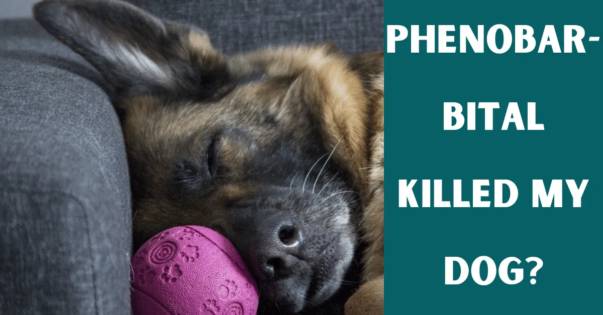 phenobarbital killed my dog