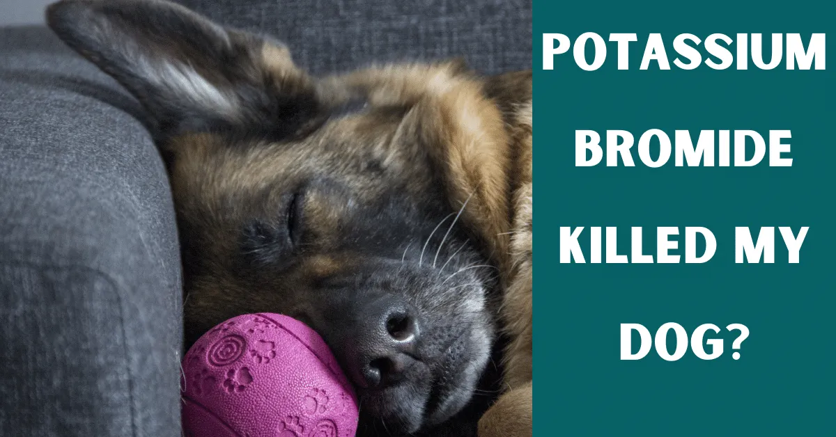 potassium bromide killed my dog