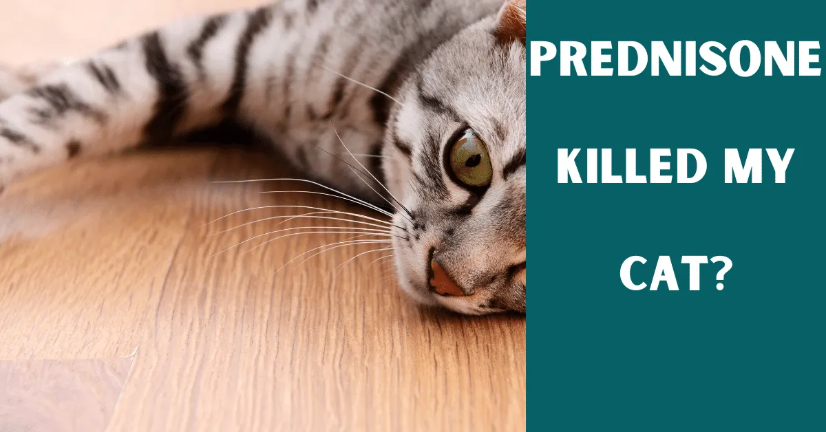 prednisone killed my cat