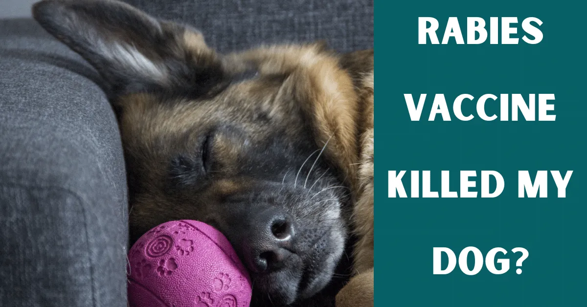 rabies vaccine killed my dog