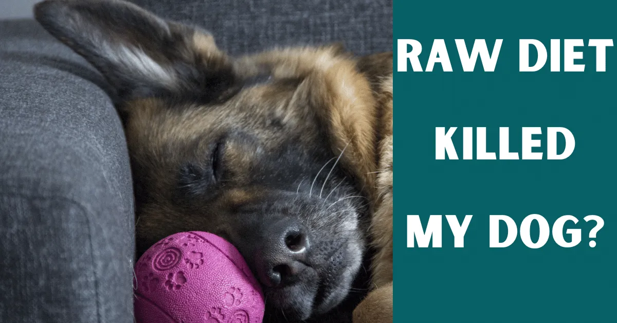 raw diet killed my dog