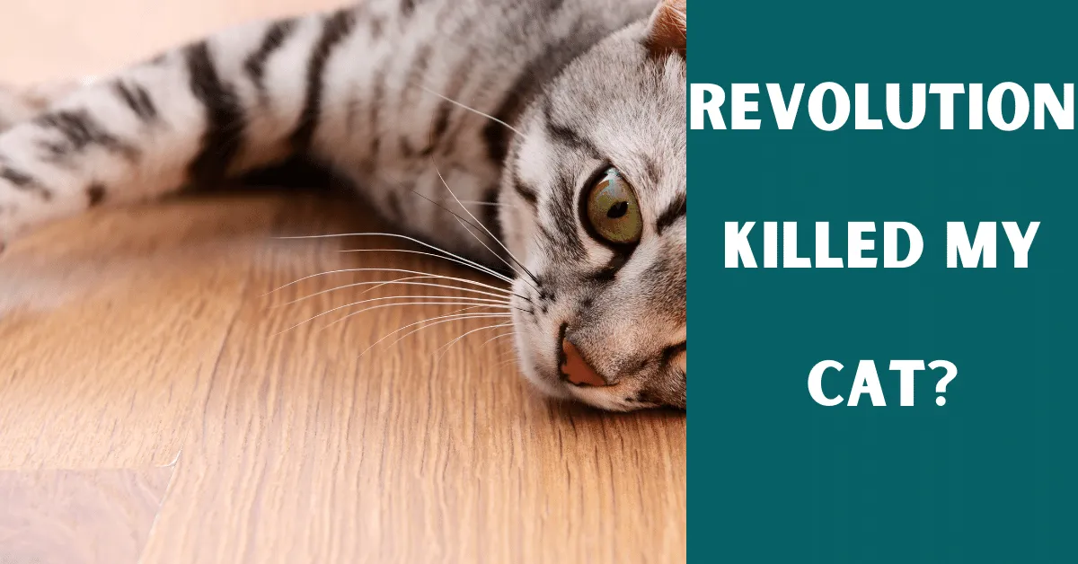 revolution killed my cat