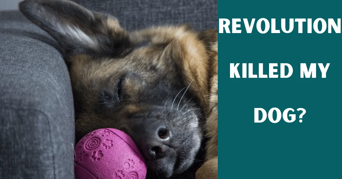 revolution killed my dog