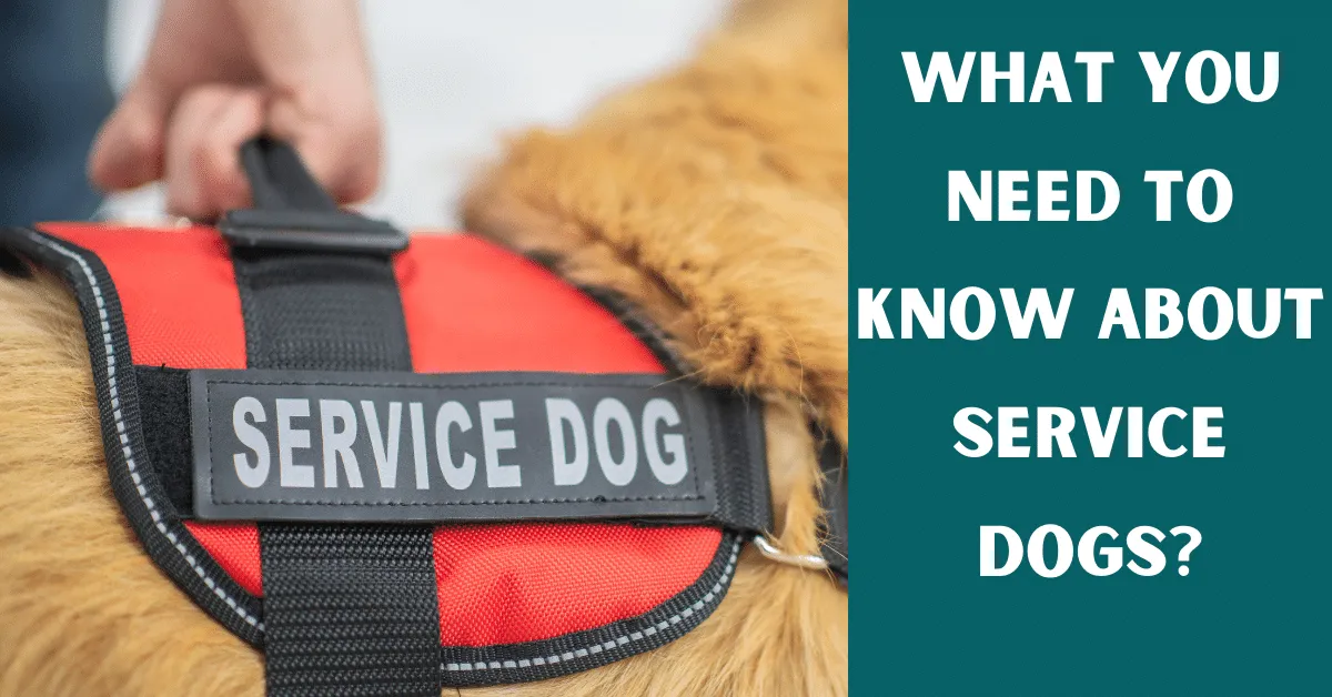 service dogs