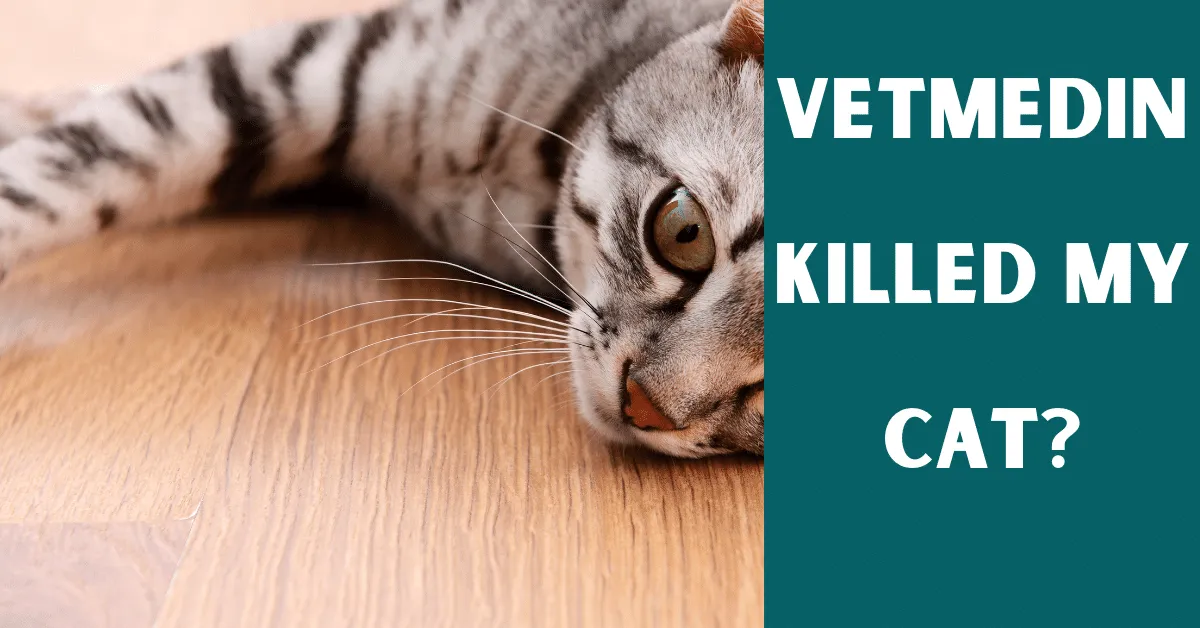 vetmedin killed my cat
