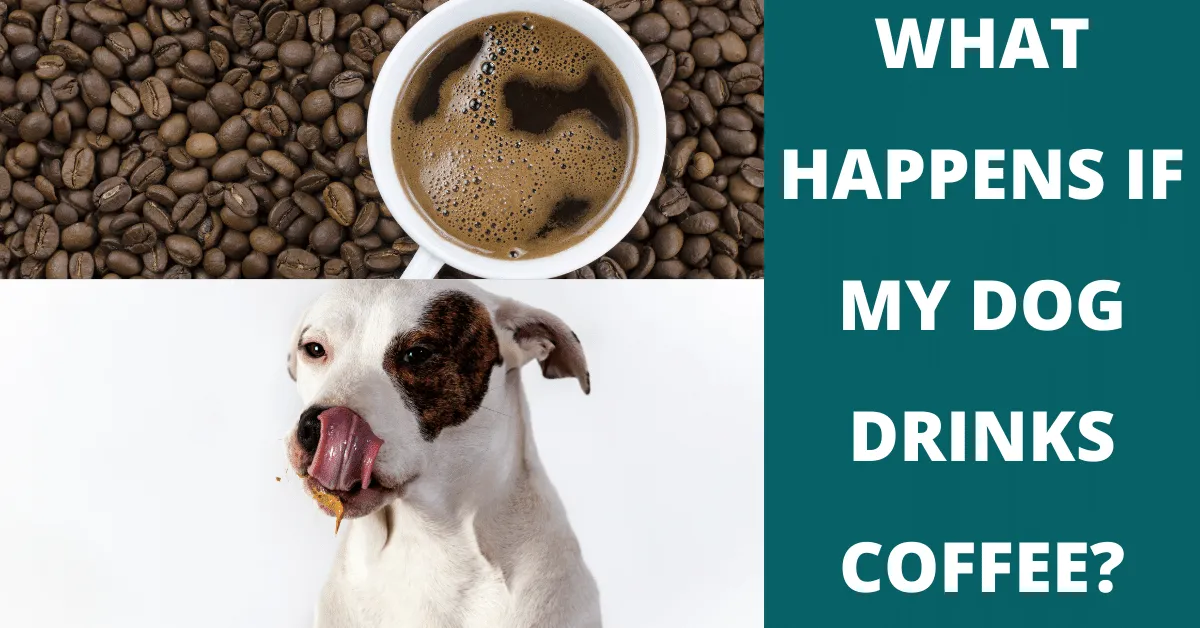 what happens if my dog drinks coffee