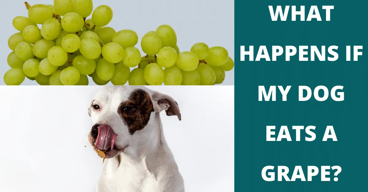 What Happens If My Dog Eats A Grape Vet Advises   What Happens If My Dog Eats A Grape.webp