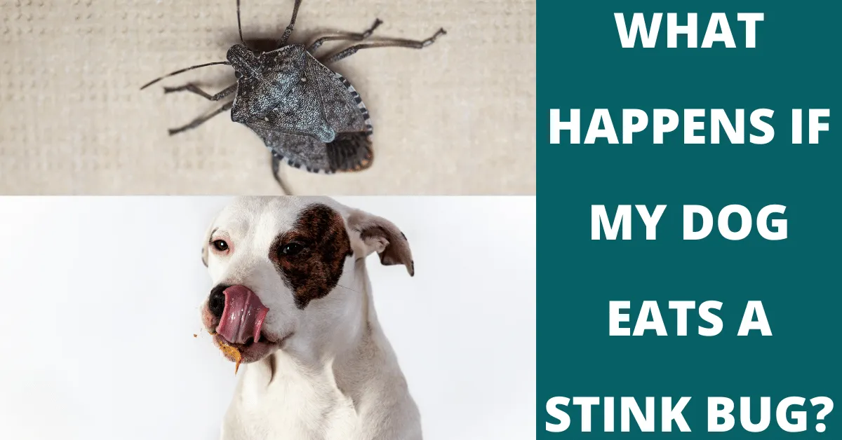 what happens if my dog eats a stink bug