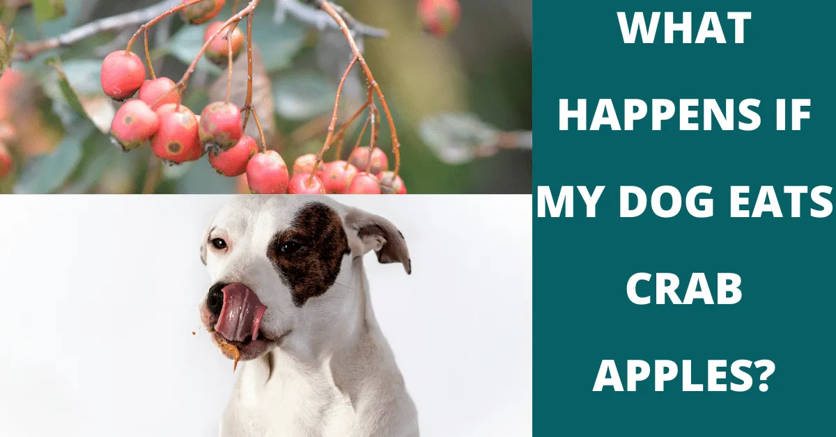 What Happens If My Dog Eats Crab Apples? - Vet Advises