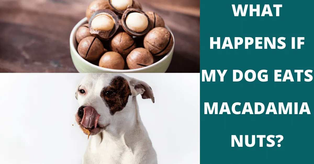 what happens if my dog eats macadamia nuts