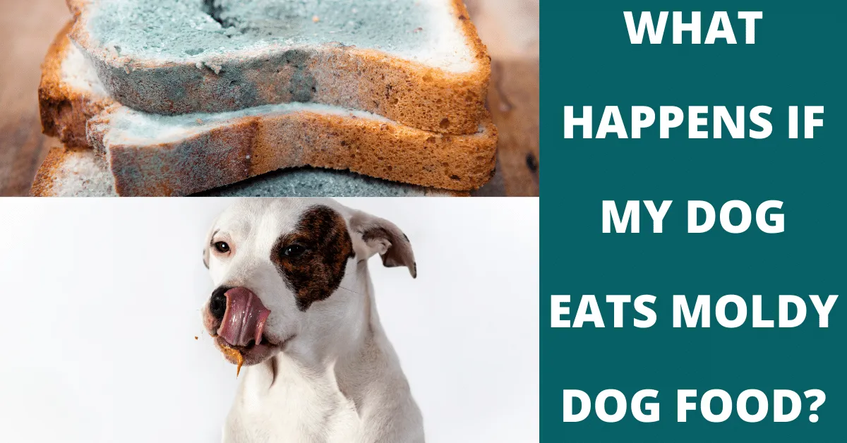 what happens if my dog eats moldy dog food