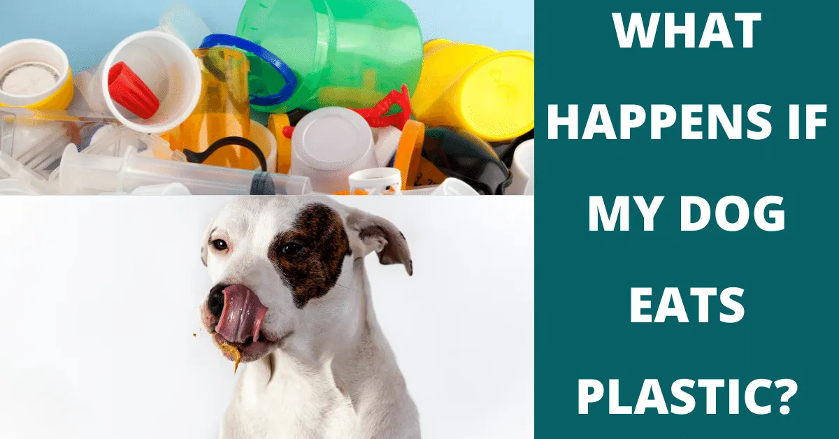 What Happens If My Dog Eats Plastic? Vet Advises