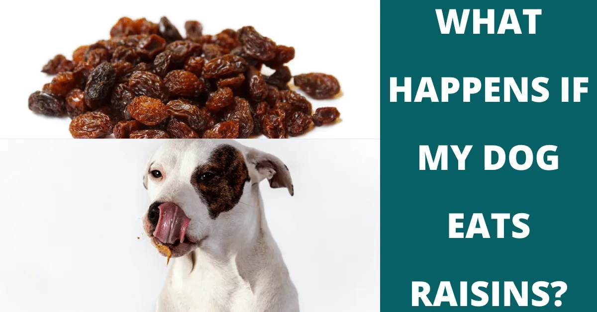 what happens if my dog eats raisins? Find out the consequences here in this blog post.