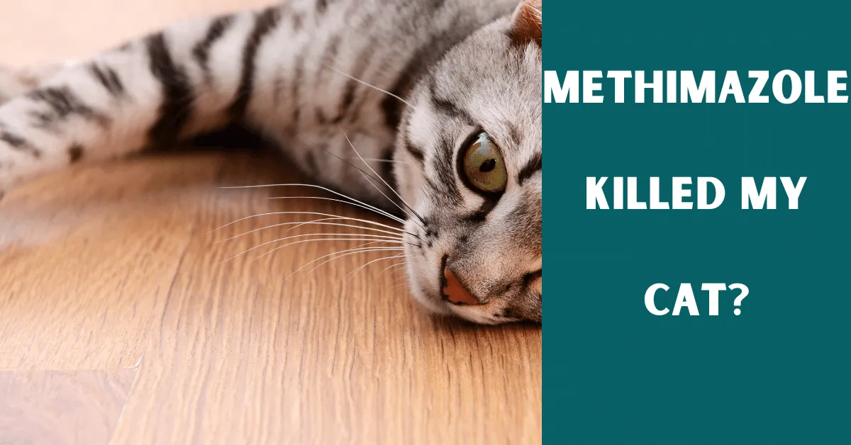 methimazole killed my cat