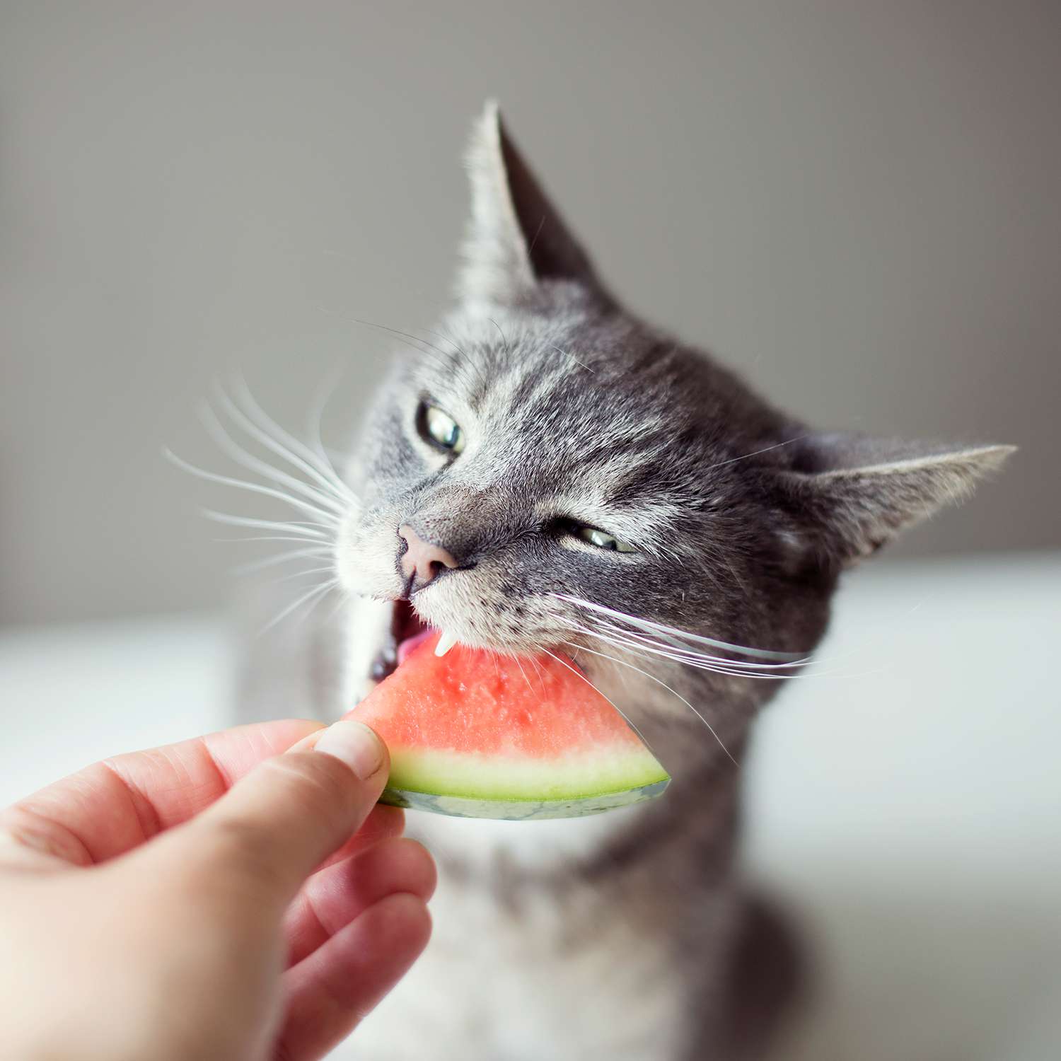 Can a Cat Eat Lettuce