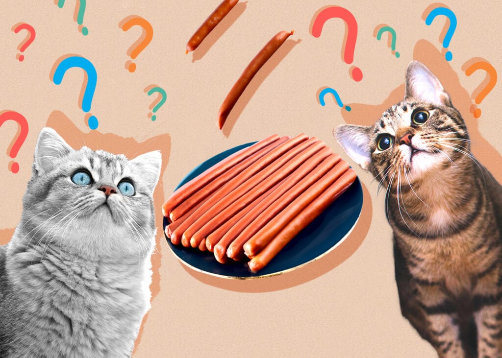 Can a Cat Eat Sausage