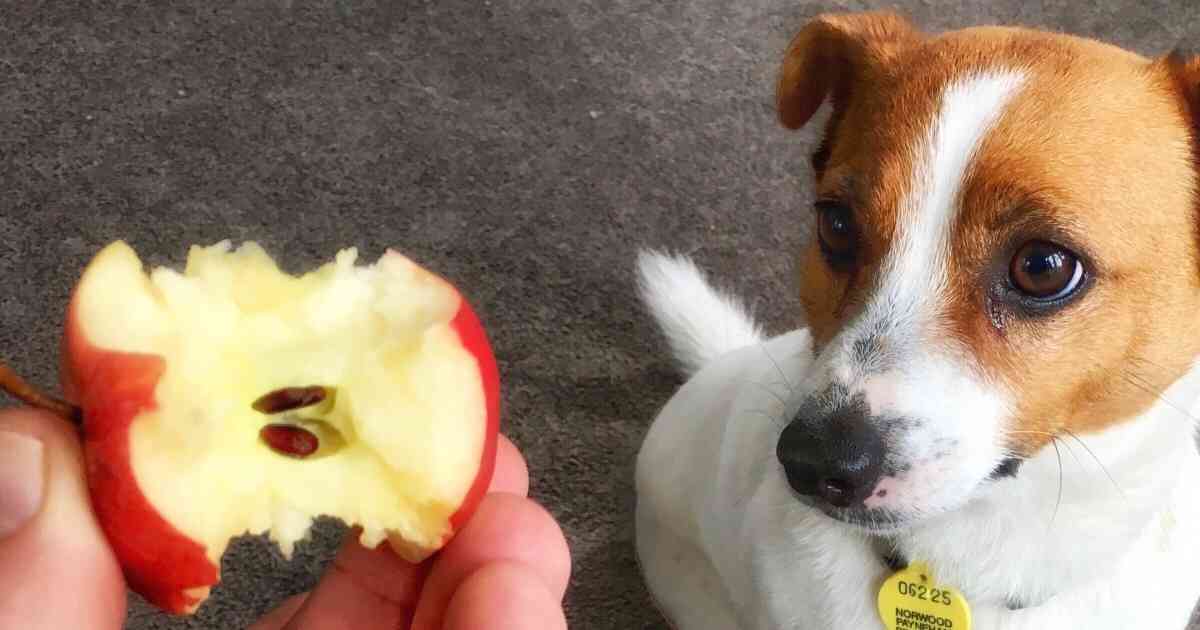 Can a Dog Eat an Apple Core