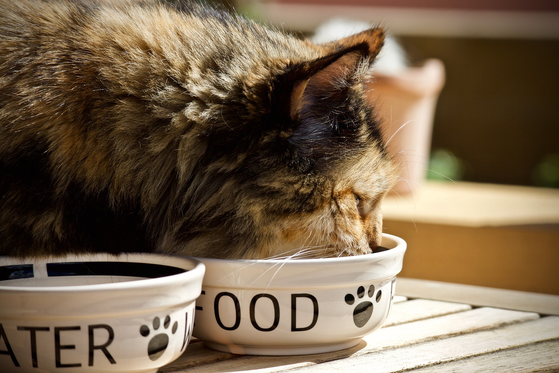 Can a Healthy Cat Eat Kidney Care Food