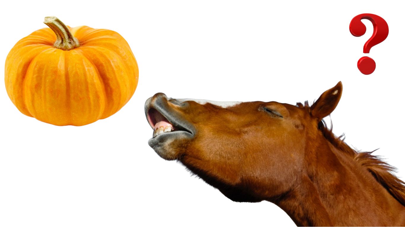 Can a Horse Eat Pumpkin