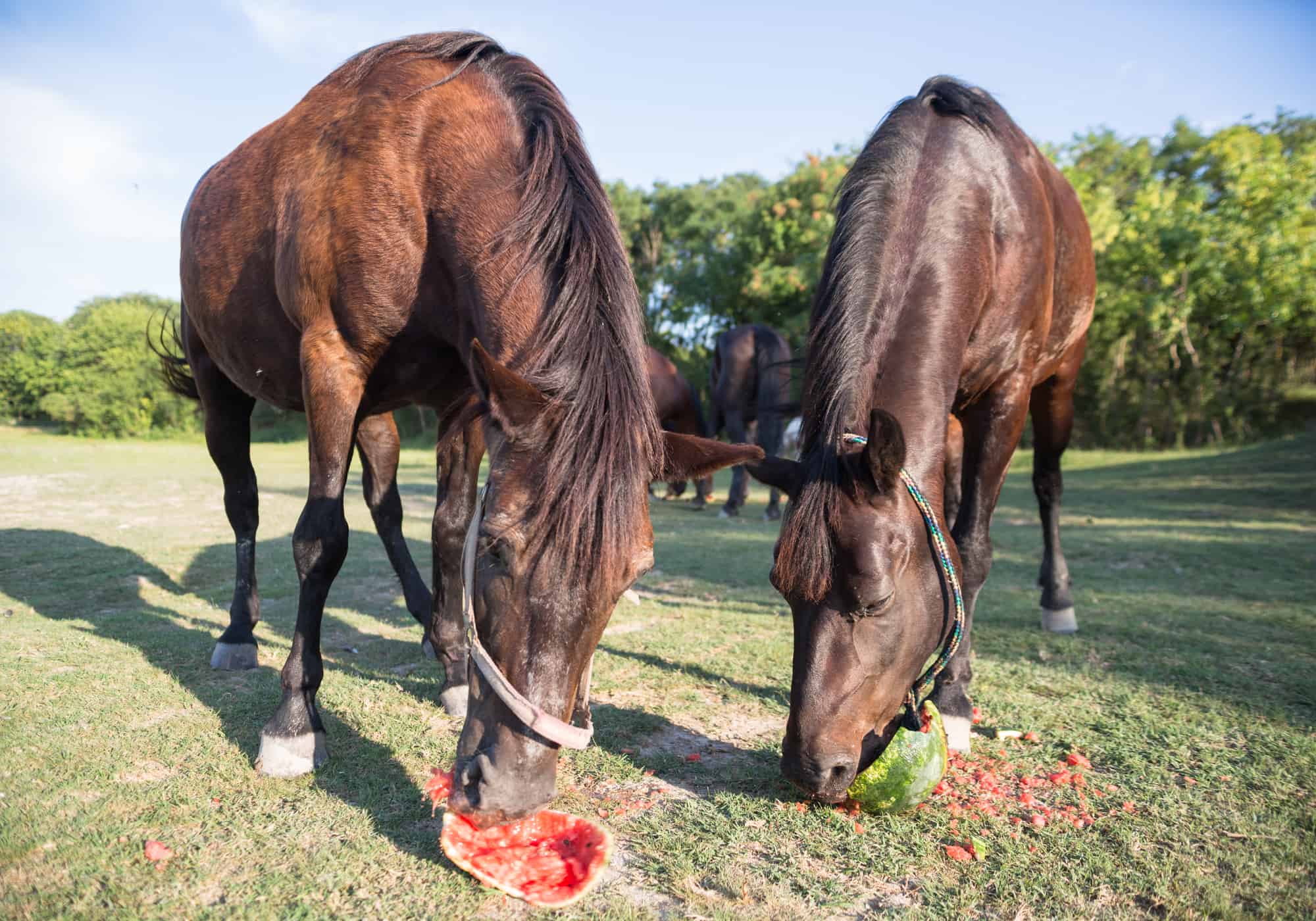 Can a Horse Eat Watermelon