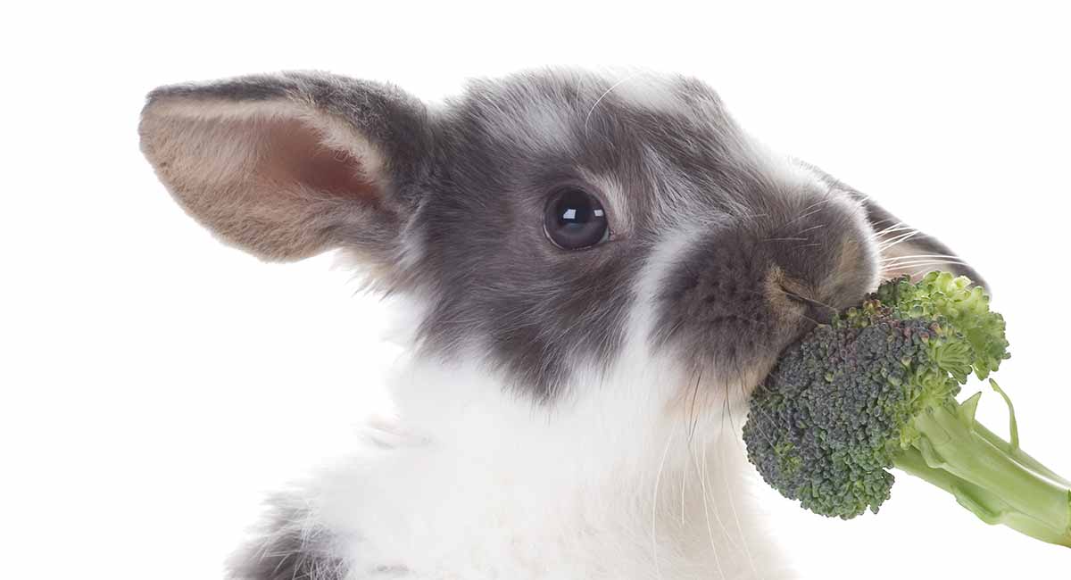 Can a Rabbit Eat Broccoli