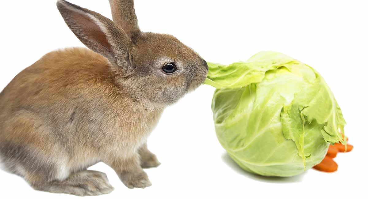 Can a Rabbit Eat Cabbage