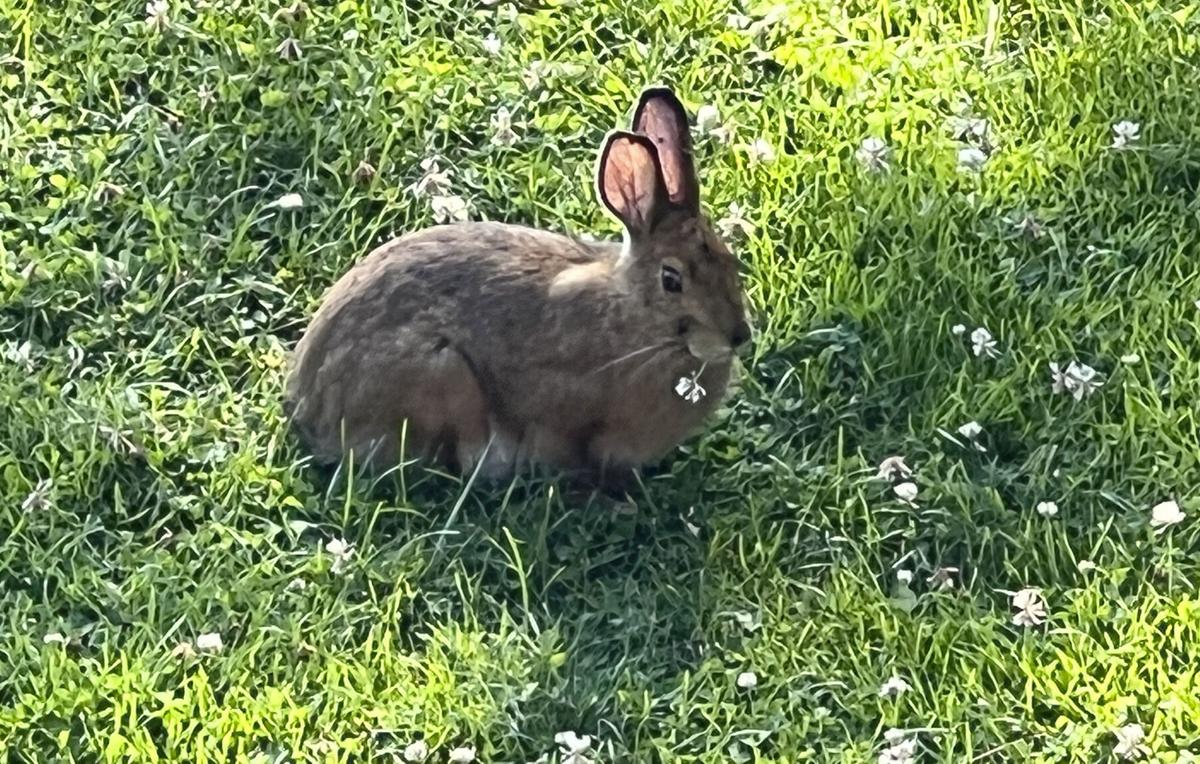 Can a Rabbit Eat Caterpillars