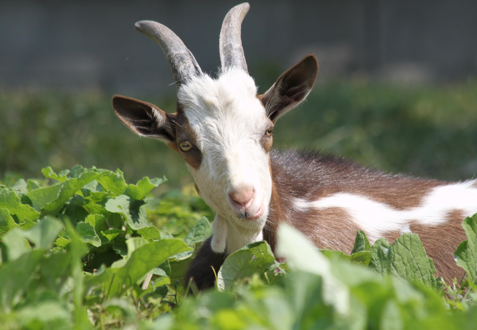 Can a Rabbit Eat Goat Feed