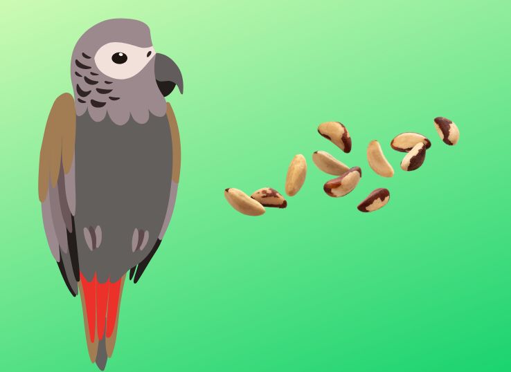 Can African Grey Parrots Eat Brazil Nuts