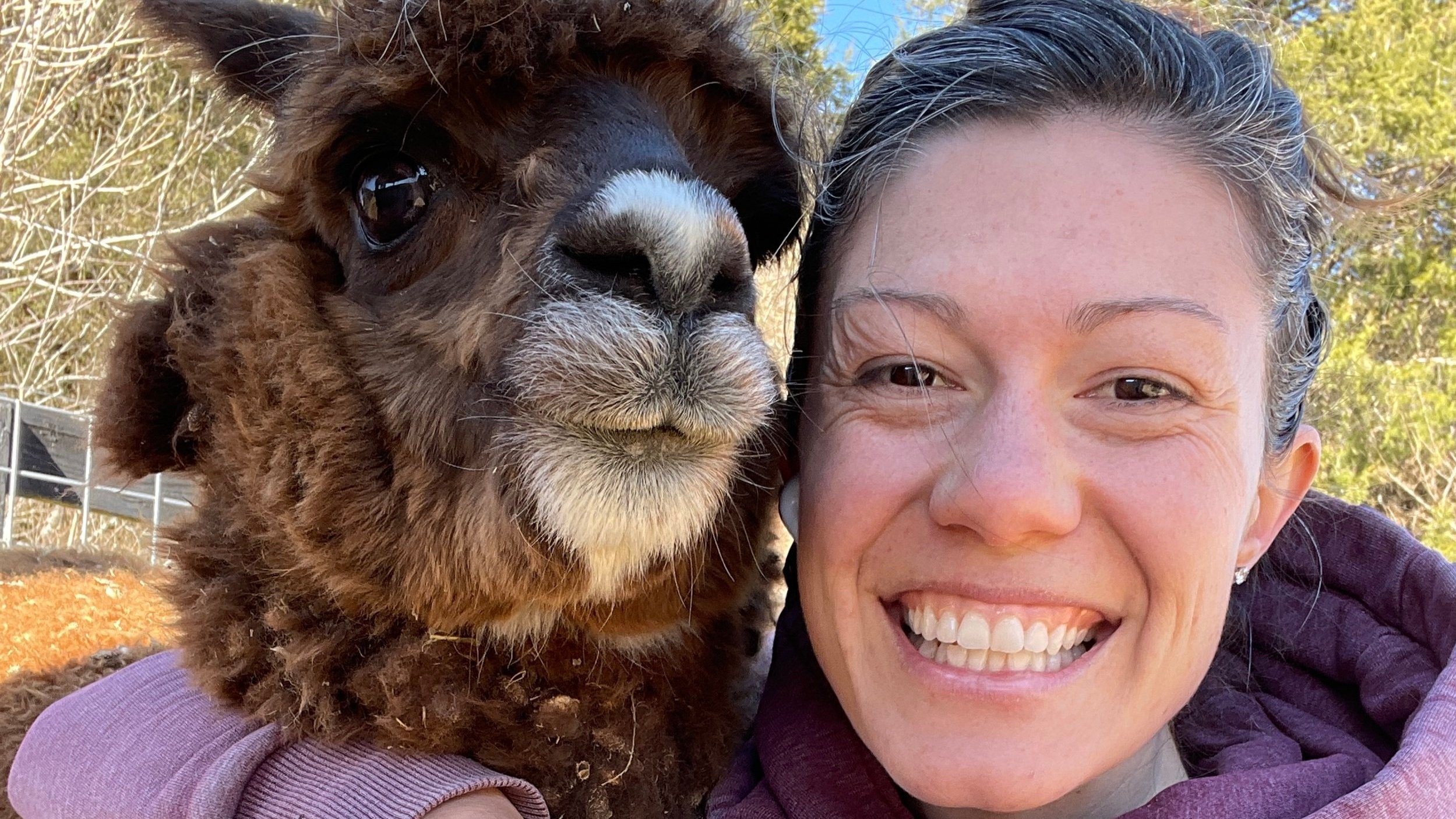 Can Alpacas Eat Bread