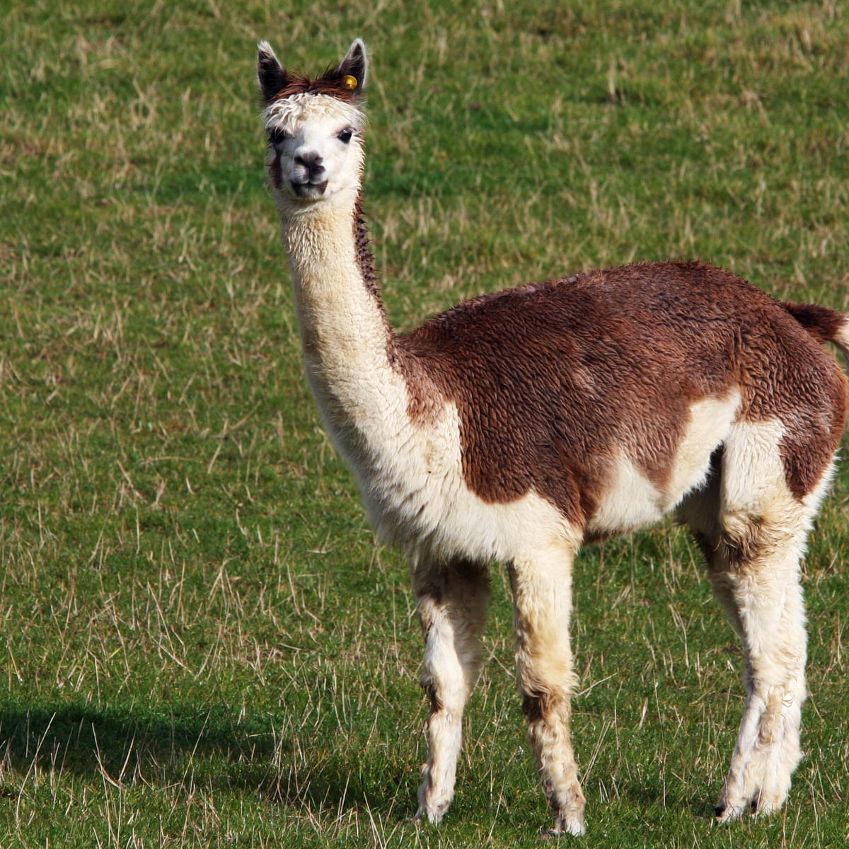 Can Alpacas Eat Corn? The Surprising Truth Revealed Vet Advises