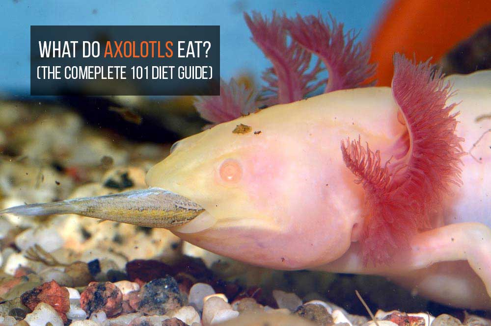 Can Axolotls Eat Brine Shrimp
