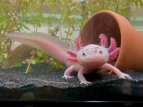 Can Axolotls Eat Goldfish