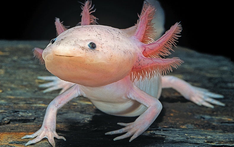 Can Axolotls Eat Hornworms