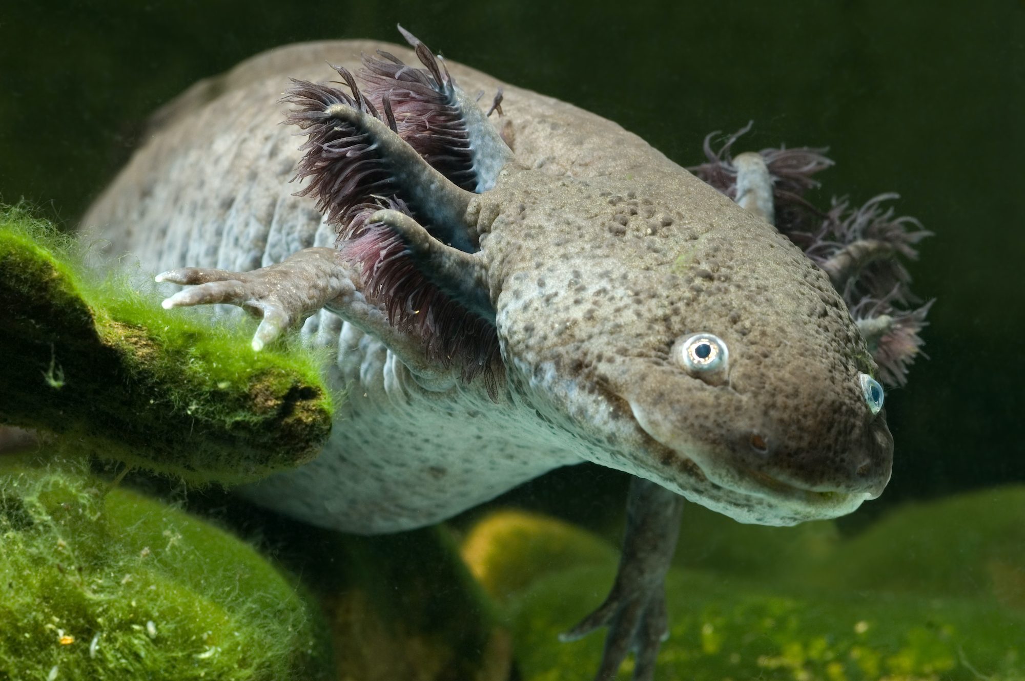 Can Axolotls Eat Nightcrawlers
