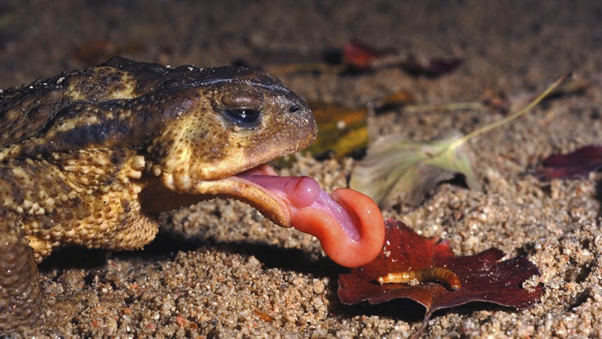 Can Axolotls Eat Snails