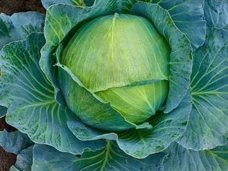 Can Budgies Eat Cabbage Leaves