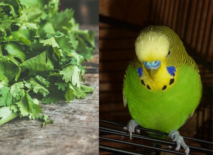 Can Budgies Eat Coriander