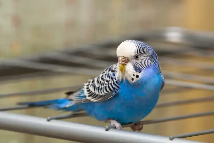 Can Budgies Eat Corn