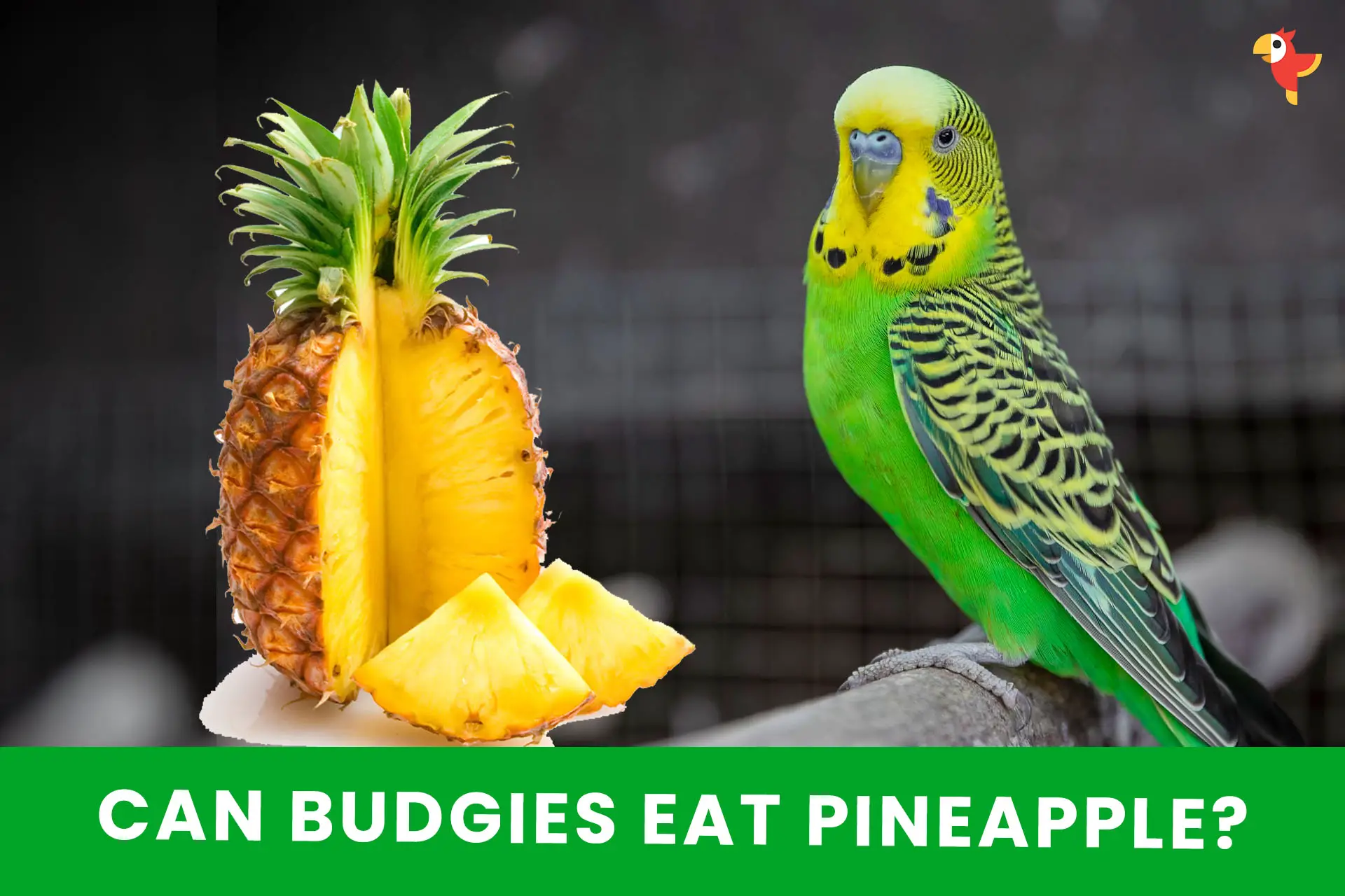 Can Budgies Eat Dried Fruit