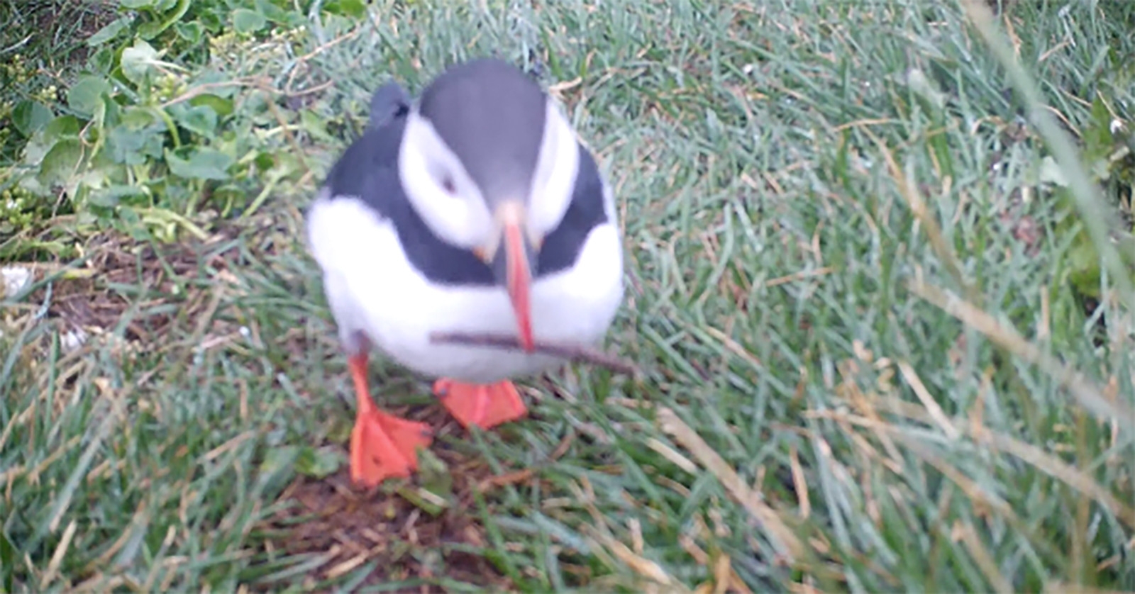 Can Budgies Eat Grass