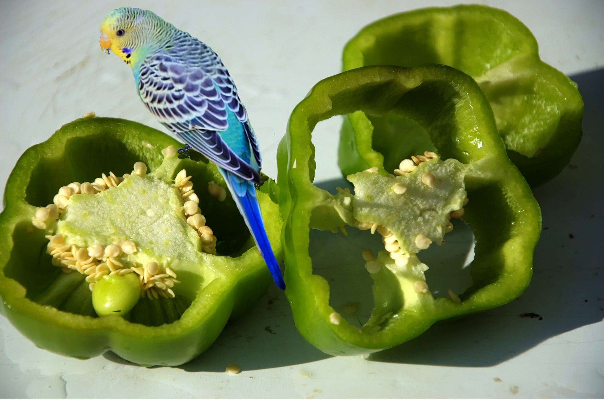 Can Budgies Eat Green Onion