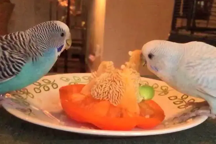 Can Budgies Eat Jalapenos